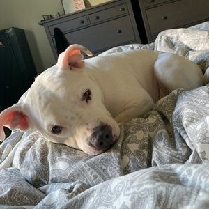 Meet your Posher, Josh